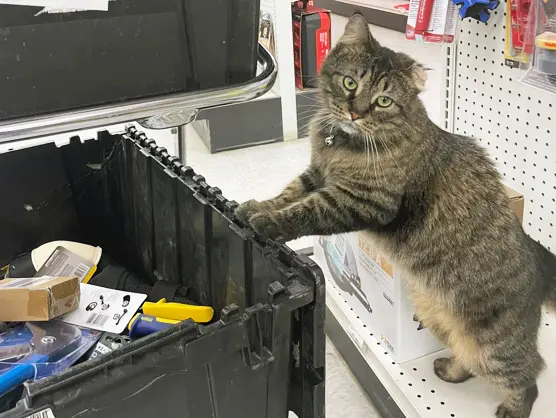 Store Cat
